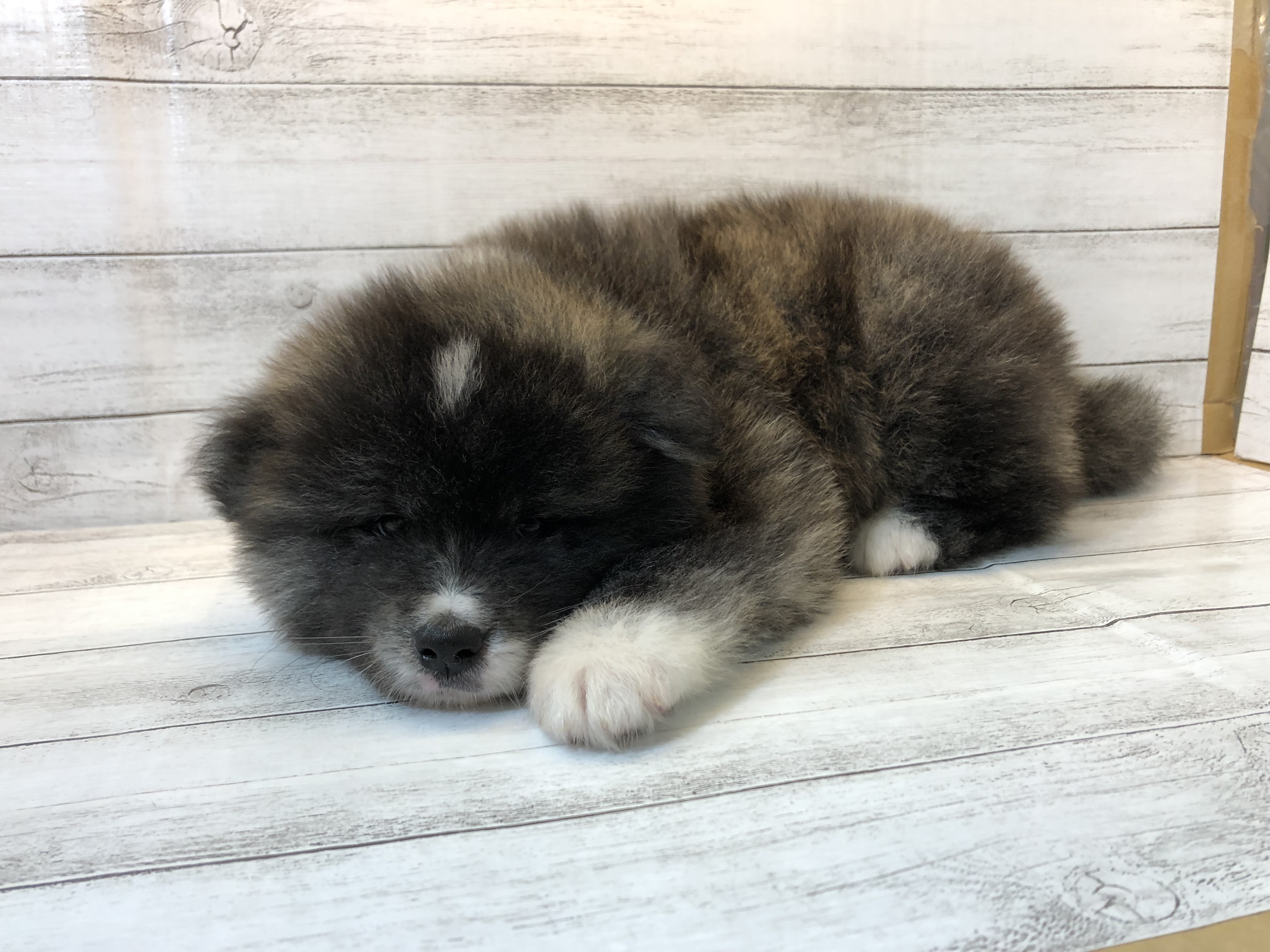 秋田犬 ペットショップ ふしみ