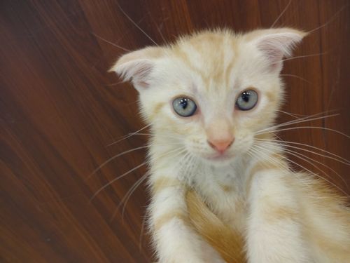 飼い主様お写真