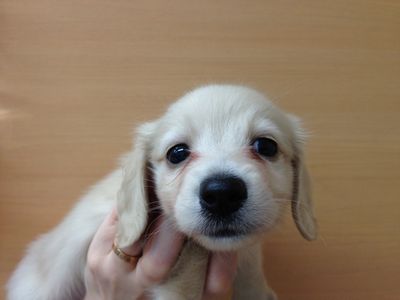 飼い主様お写真