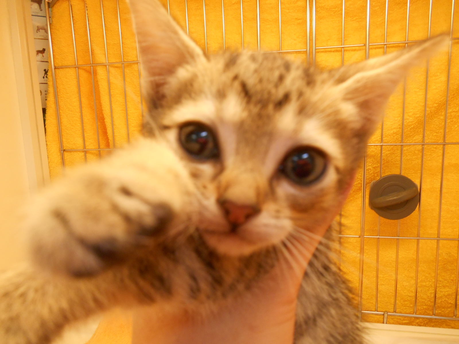 飼い主様お写真