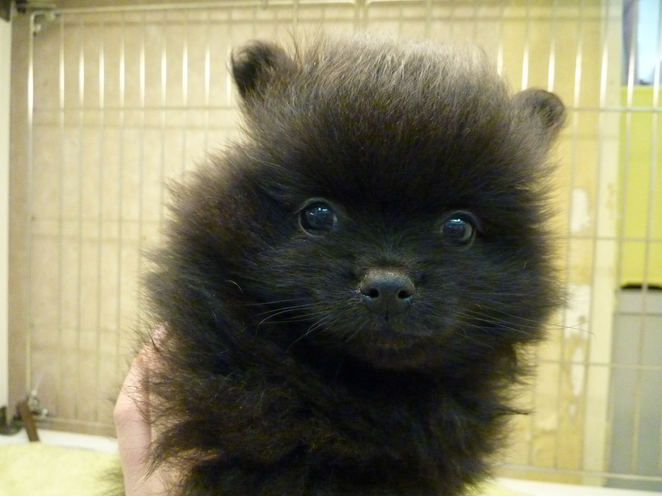 飼い主様お写真