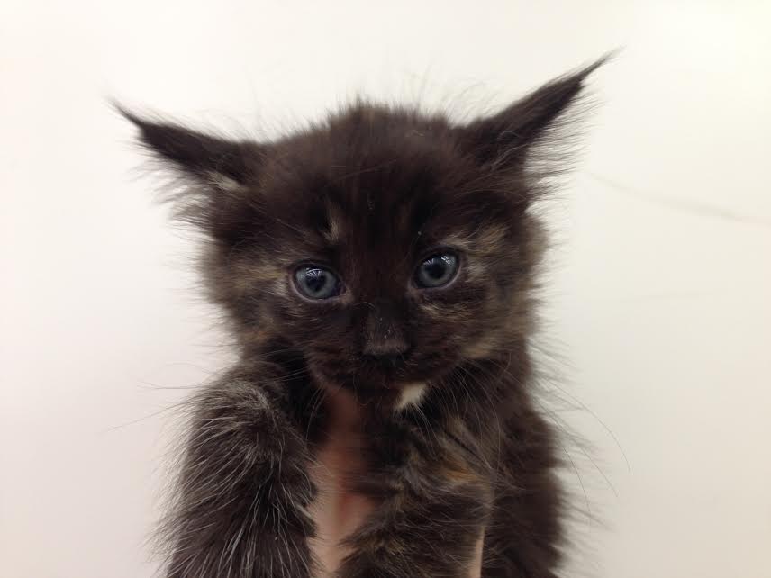 飼い主様お写真