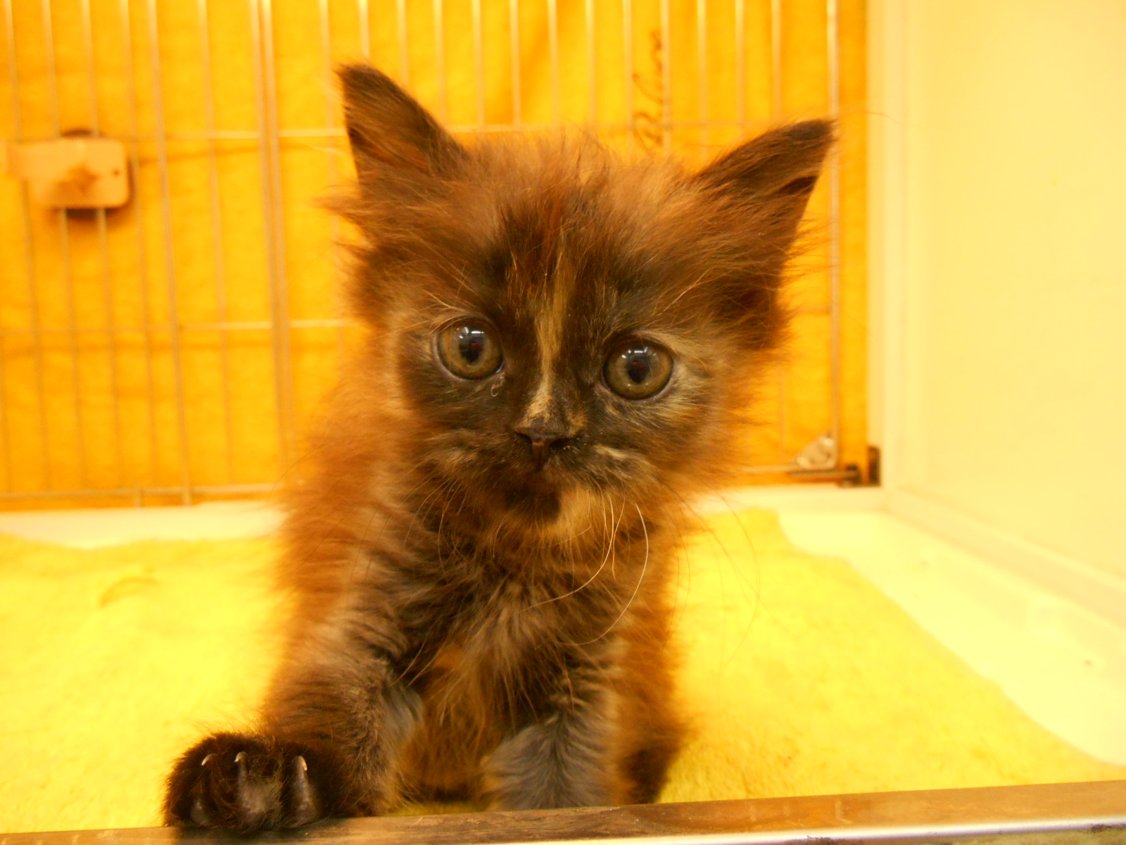 飼い主様お写真