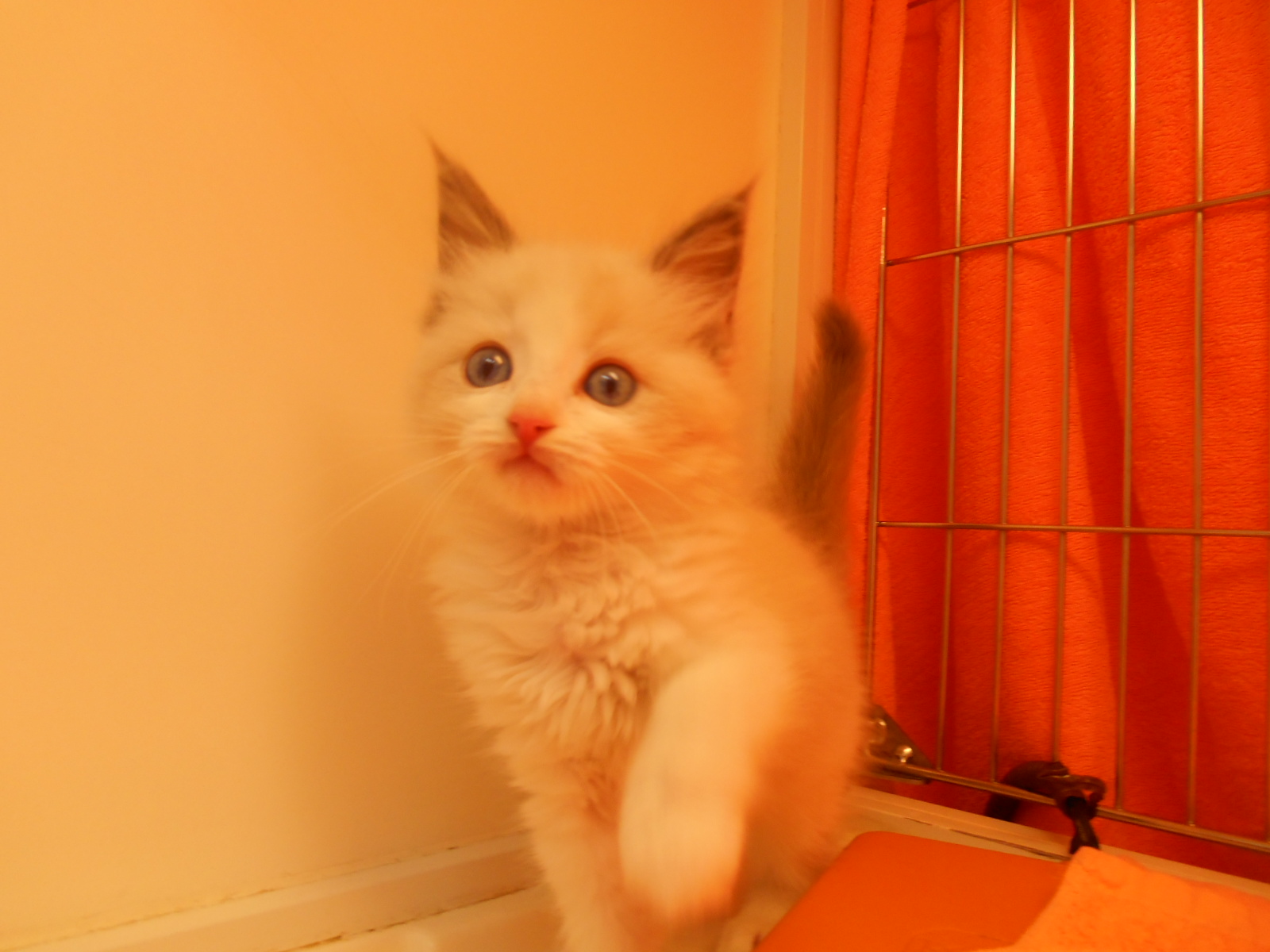 飼い主様お写真