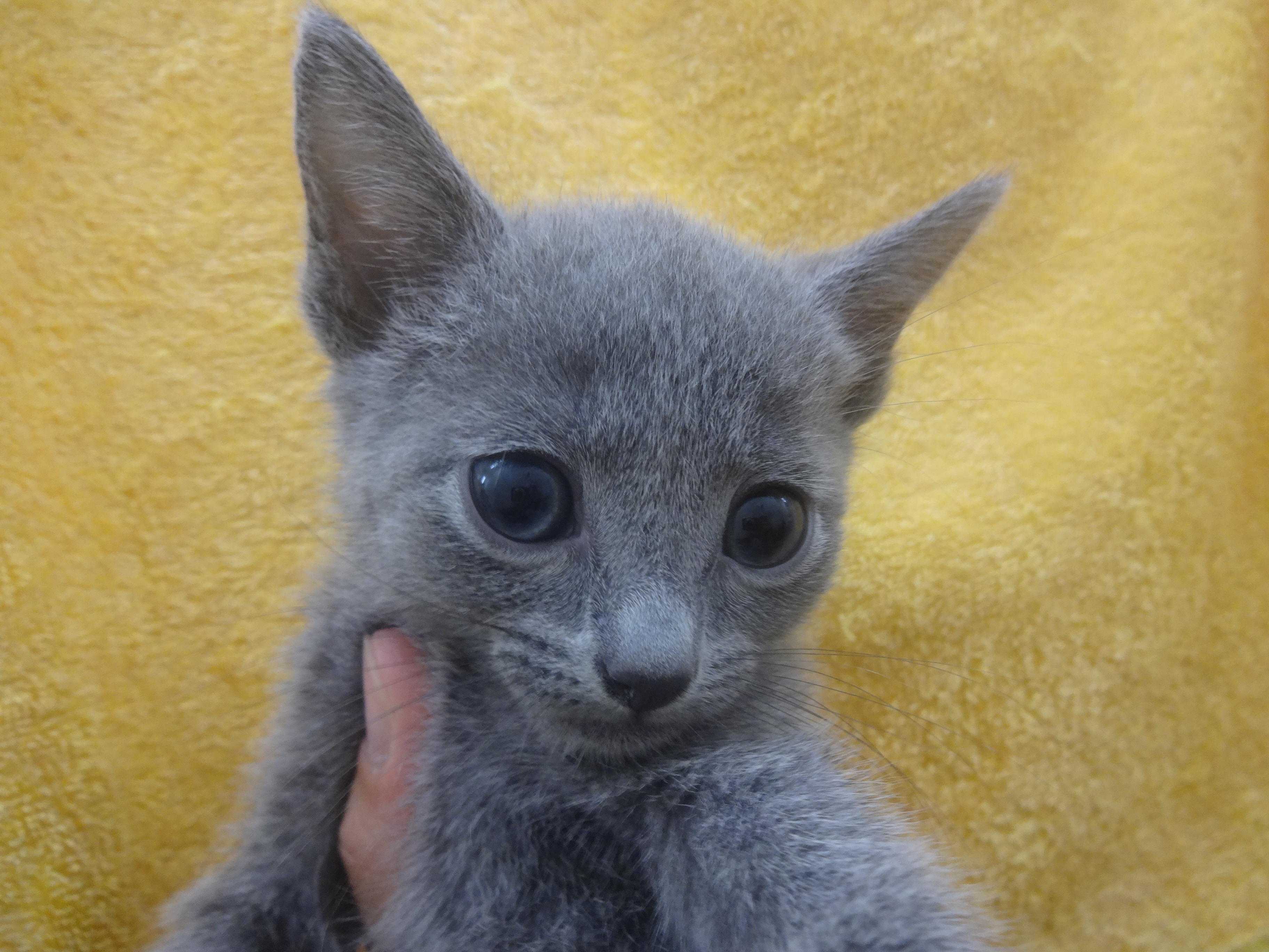 飼い主様お写真