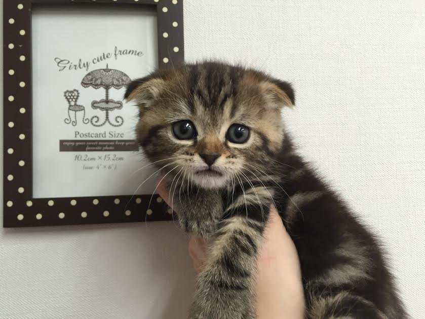 飼い主様お写真