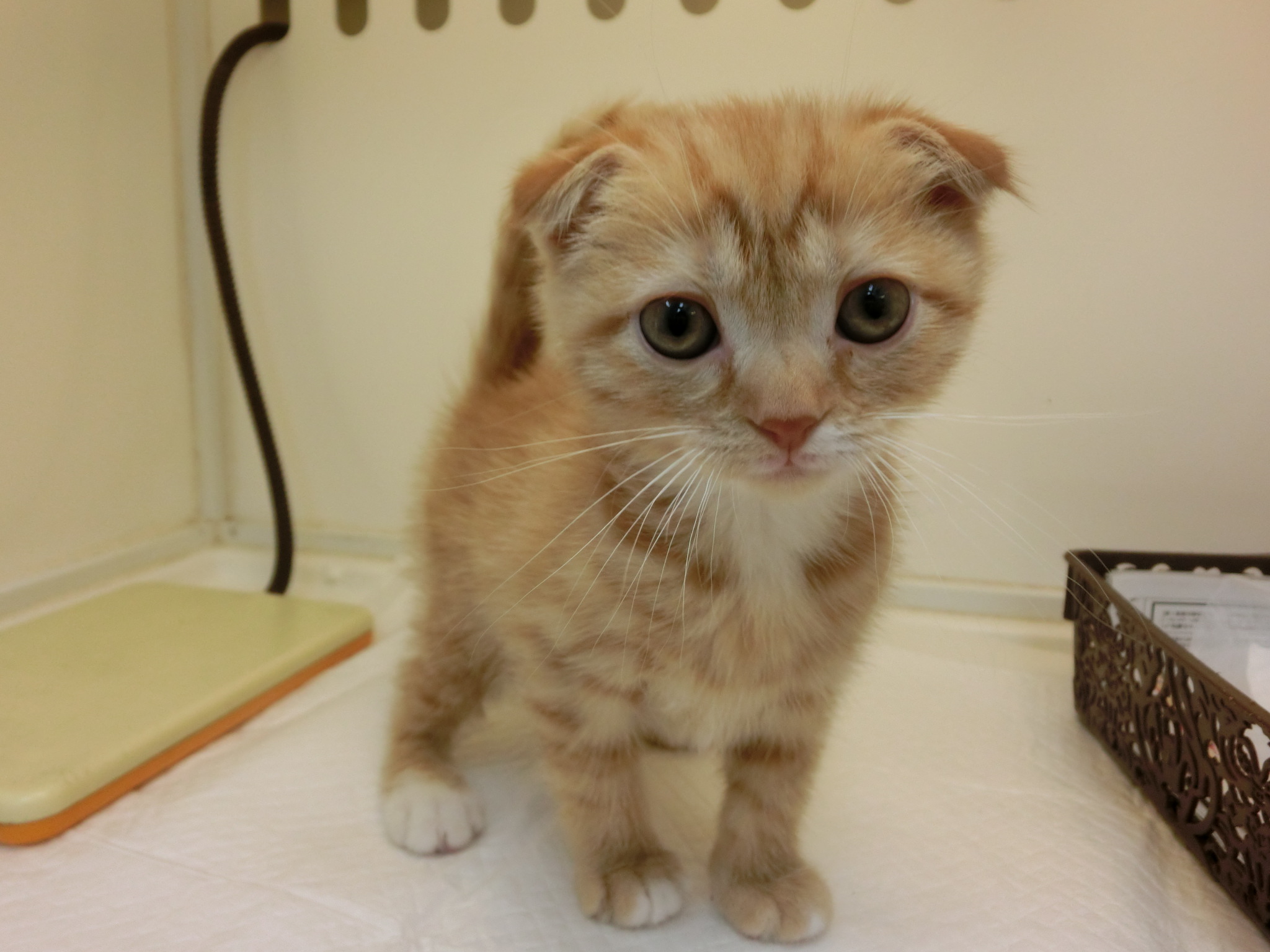 飼い主様お写真