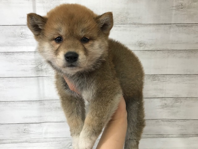 柴犬