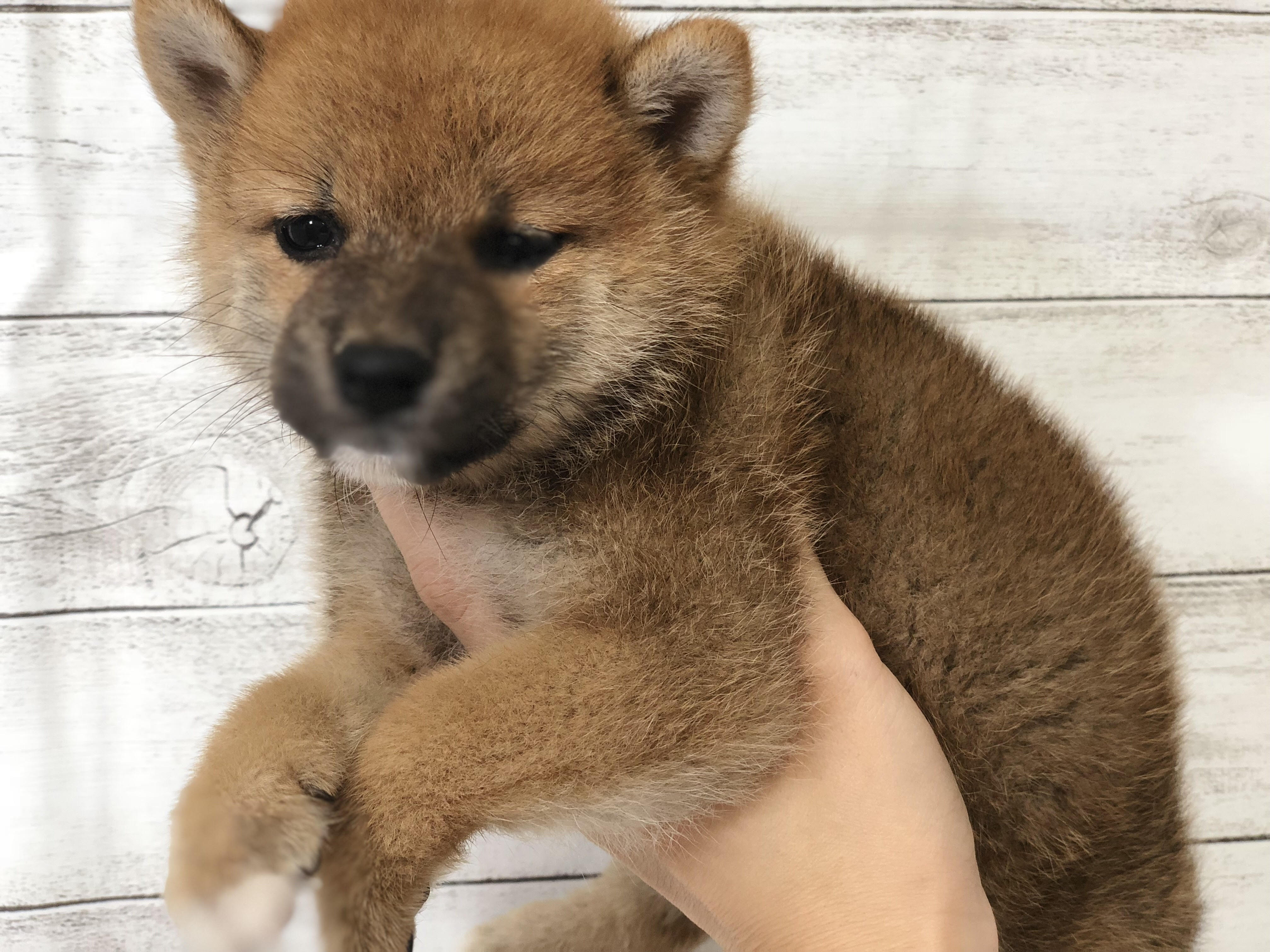 柴犬 ペットショップ ふしみ