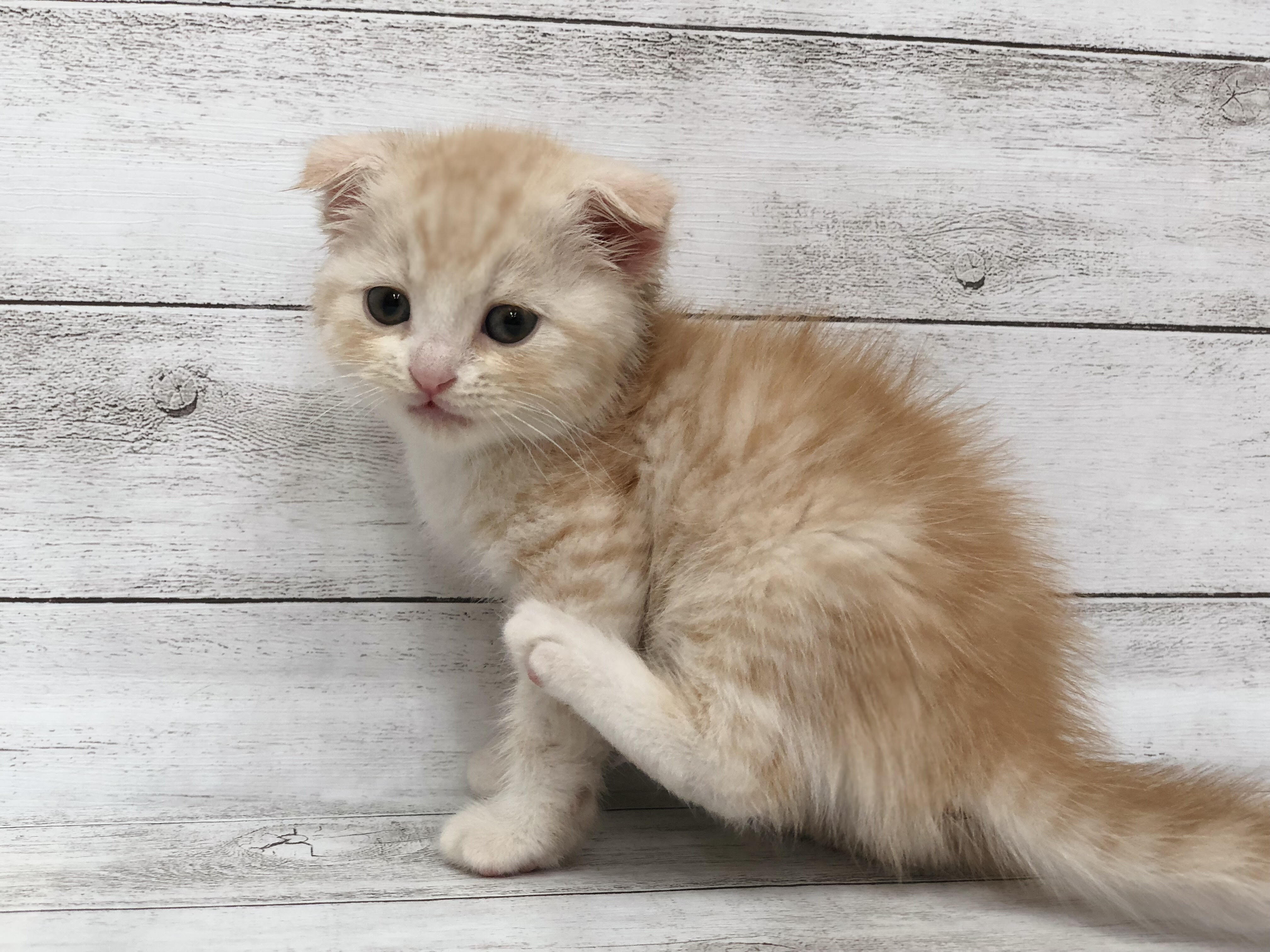 飼い主様お写真