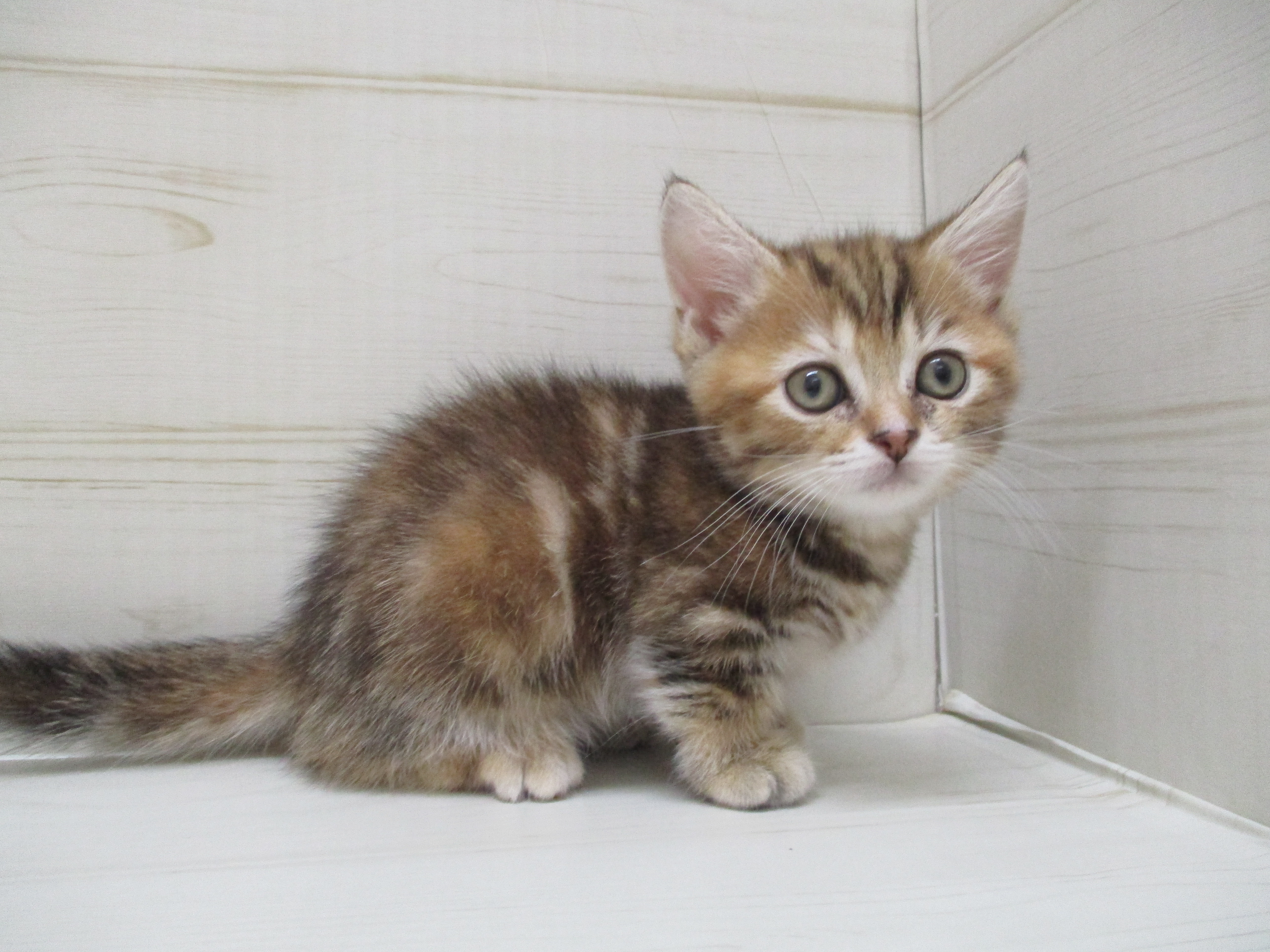 飼い主様お写真