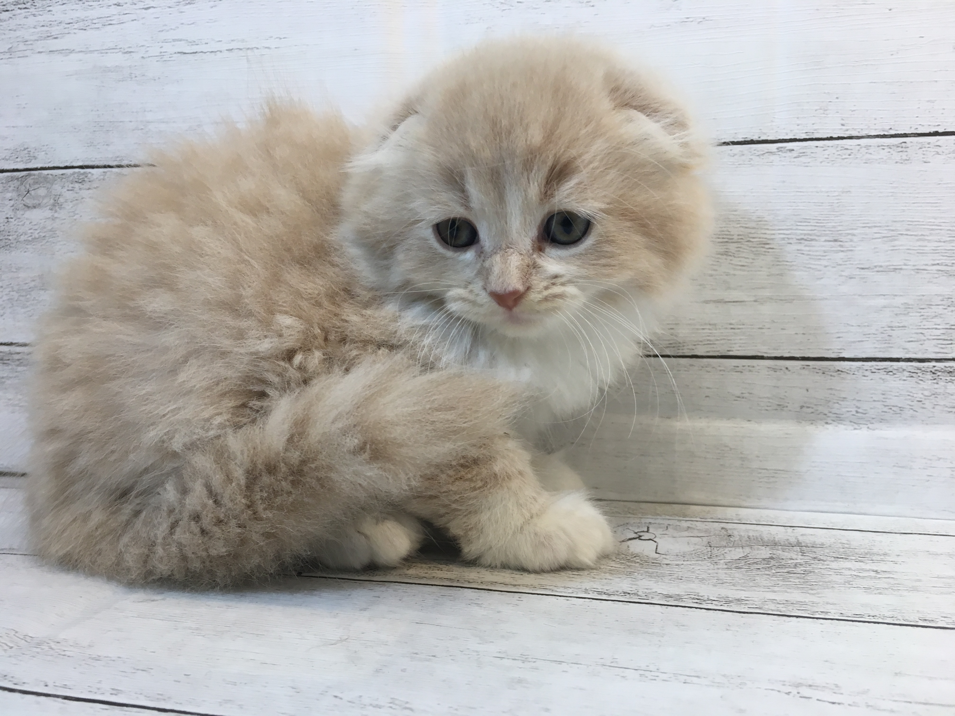 飼い主様お写真