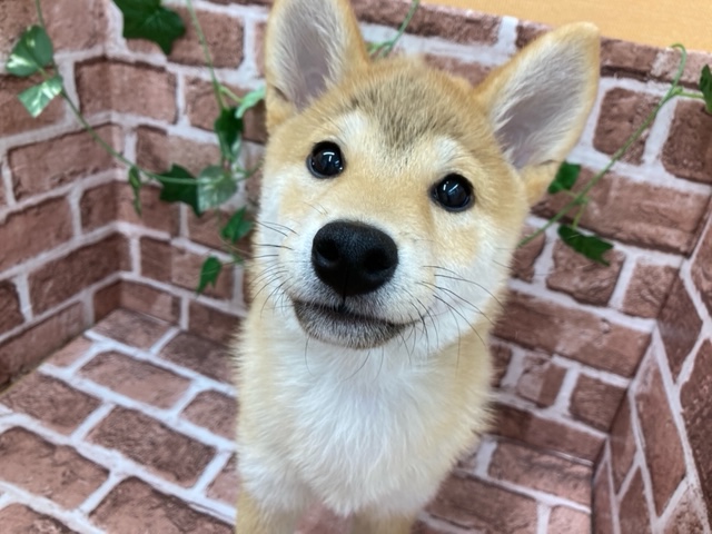 柴犬