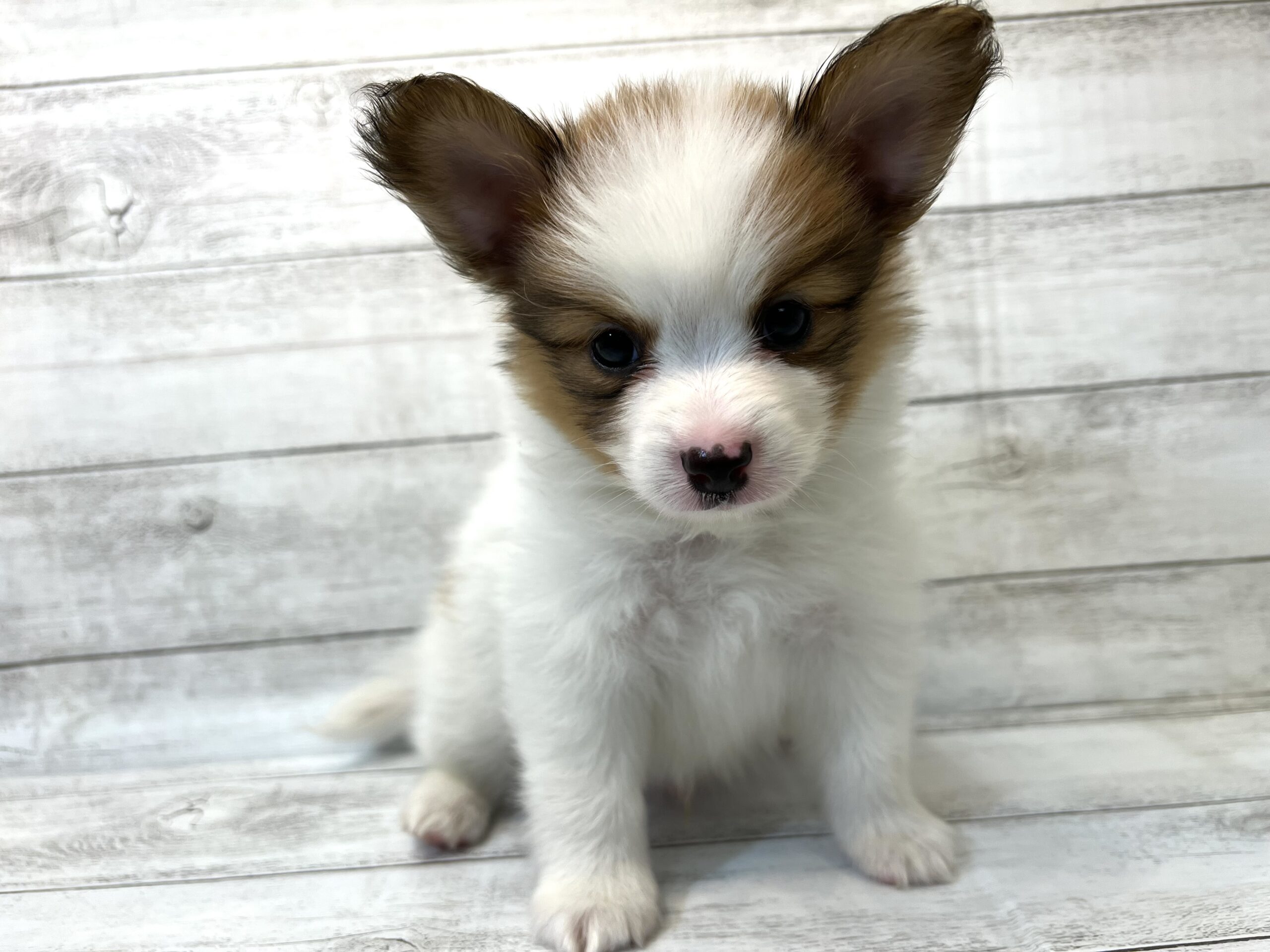 パピヨン子犬生まれました。 - その他