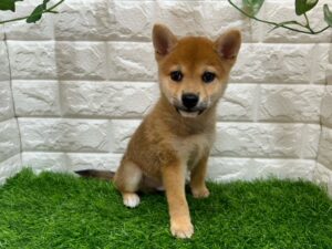 柴犬￥174,900（税込）