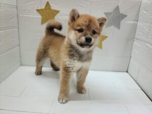 ②柴犬￥174,900(税込)