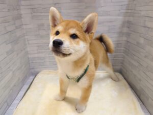 ①柴犬　￥141,900（税込)→12/30迄￥108,900(税込)