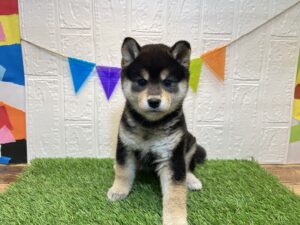 ⑲柴犬￥262,900(税込)→11/11まで￥229,900(税込)