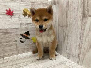 ⑨柴犬　￥217,800(税込)