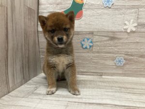 ⑧柴犬　￥206,800(税込)→12/30まで￥173,800(税込)