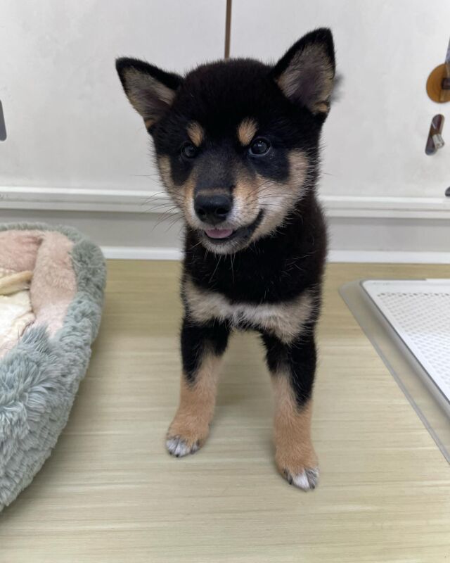 仙台 オファー 地下鉄 ペット